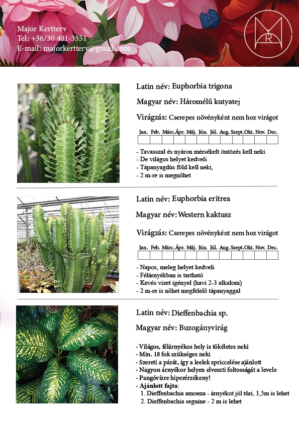 Beltéri növényekről készült lapozgató tanácsadás után, Budapest